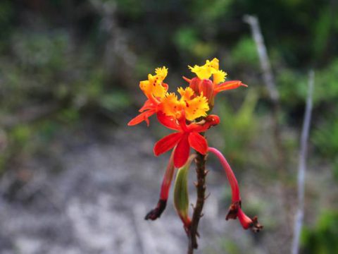 Flora da ilha