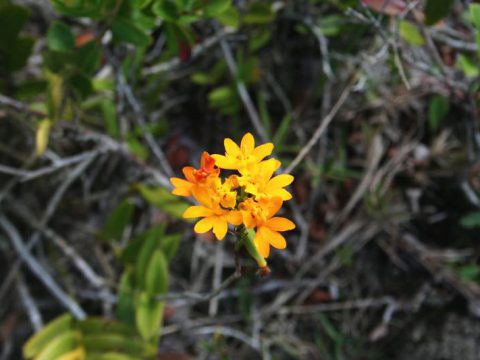 Flora da ilha