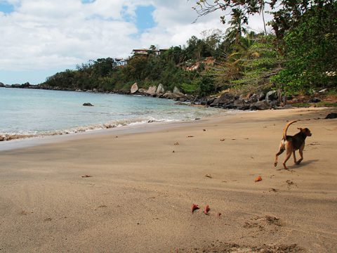 Praia da Pacuíba