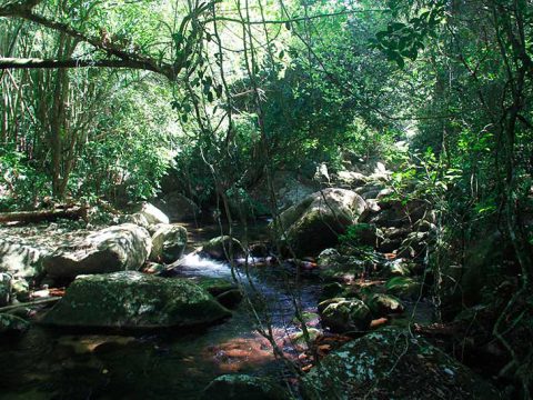 Riacho na trilha da Cachoeira do Gato